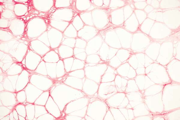 The Health Benefits of Nicotinamide Adenine Dinucleotide 1 img