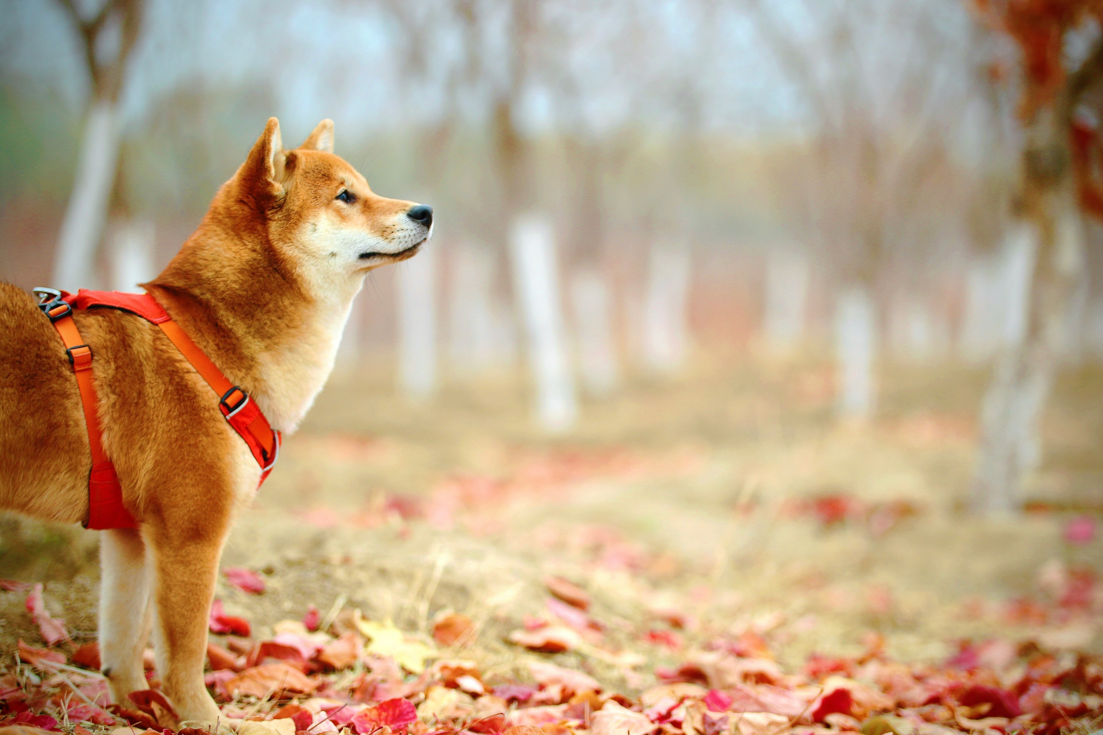 Is NYC Ideal for a Dog-Friendly Vacation? 1 img