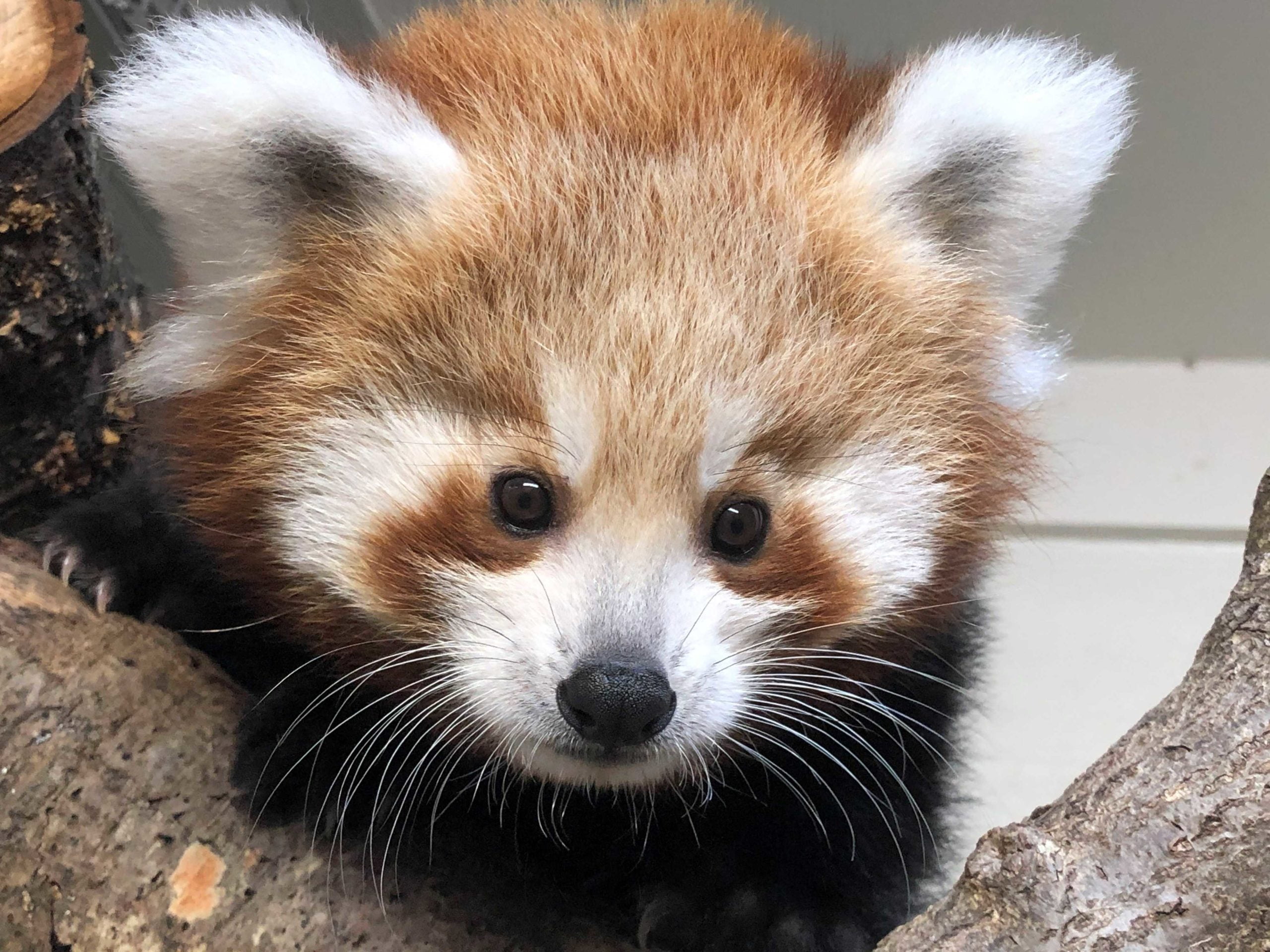 Adorable red panda cub to make zoo debut this weekend